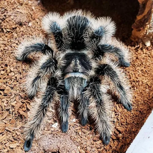 22195 curly hair tarantula nicaragua habitat