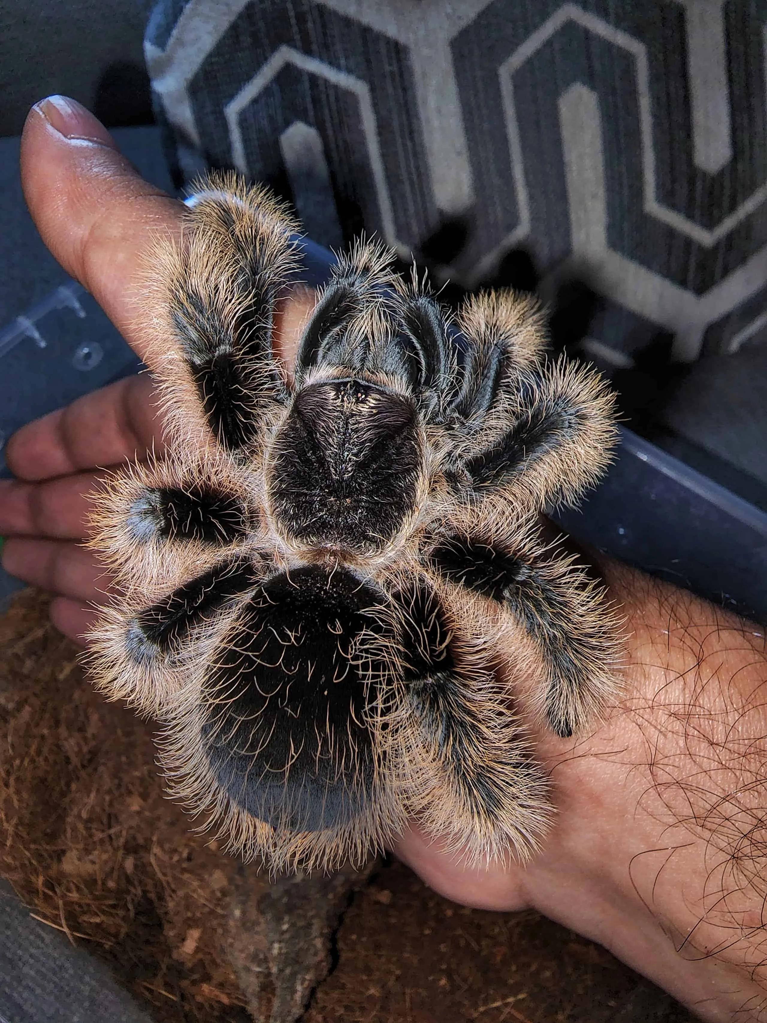 22195 curly hair tarantula nicaragua handling