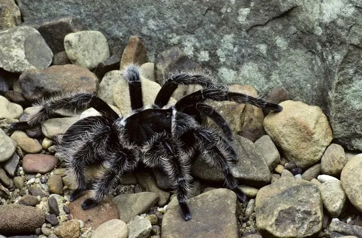 22195 curly hair tarantula nicaragua health
