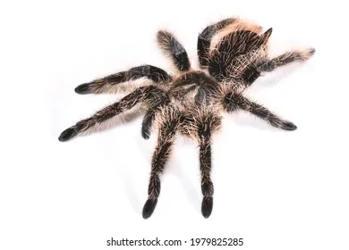 /img/22195-curly-hair-tarantula-nicaragua-spiderlings.webp