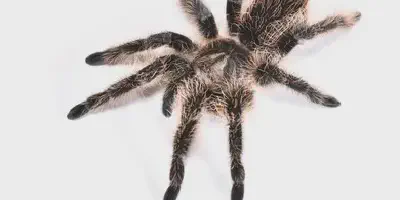 /img/22195-curly-hair-tarantula-nicaragua-spiderlings.webp