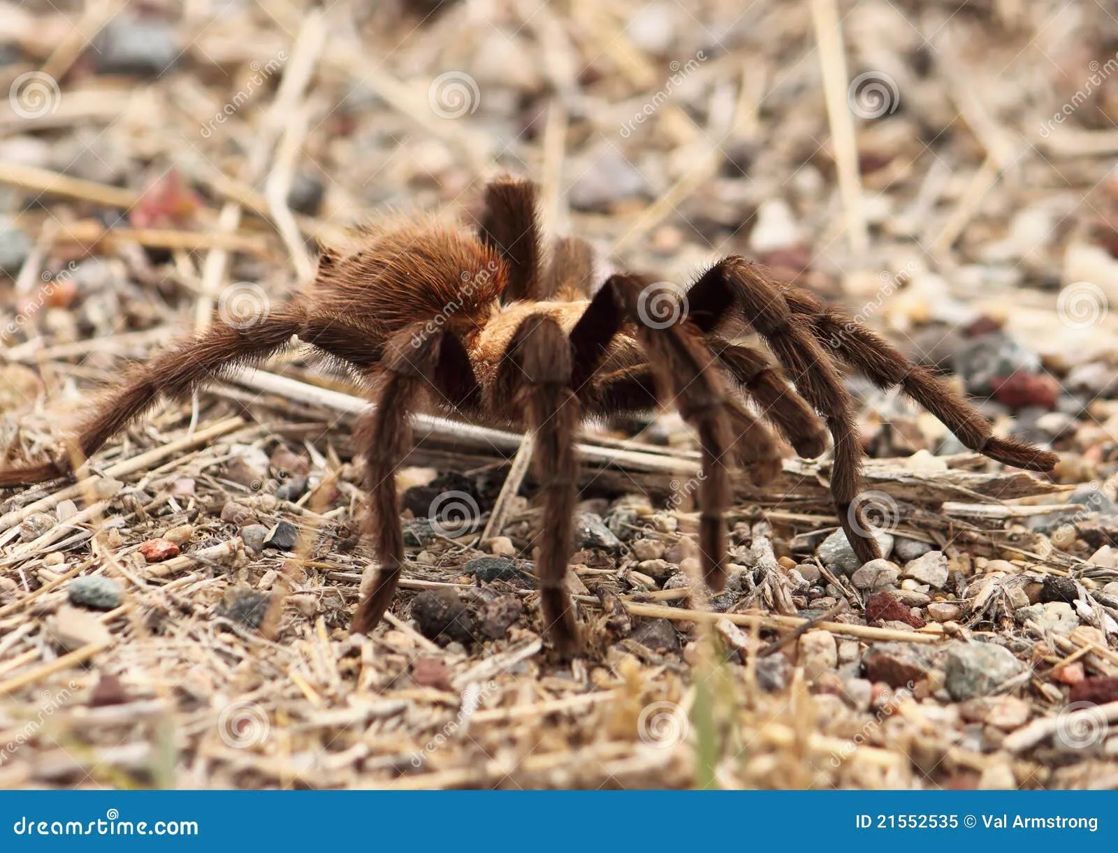 22198 safe tarantula viewing