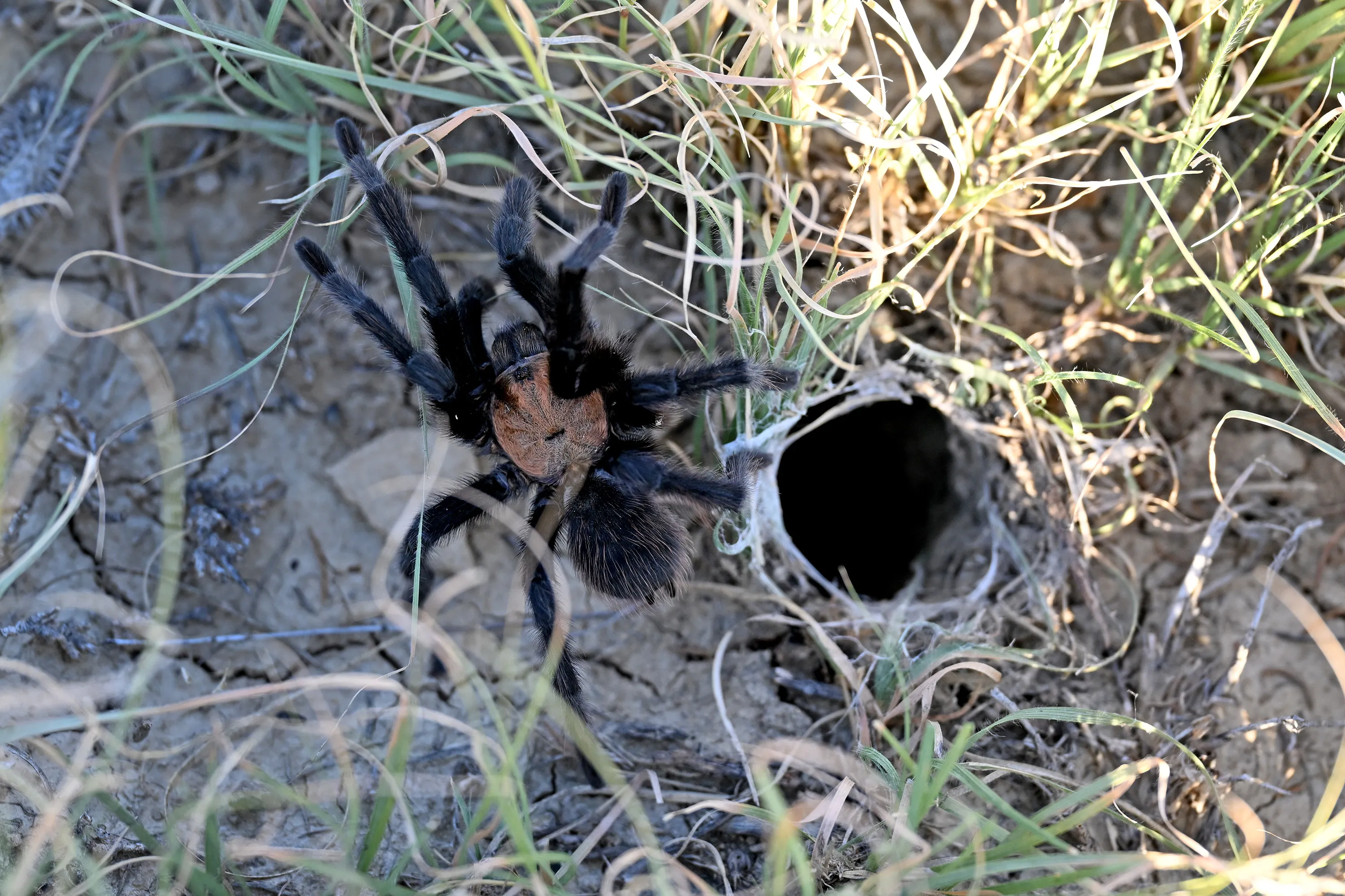 22198 tarantula encounter