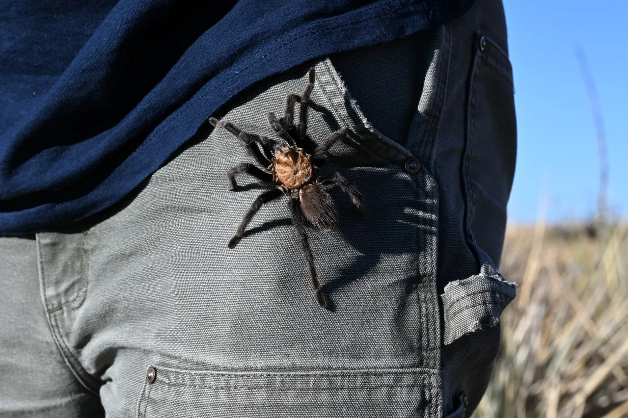 /img/22198-tarantula-facts.webp