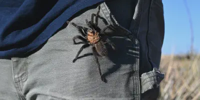 /img/22198-tarantula-facts.webp