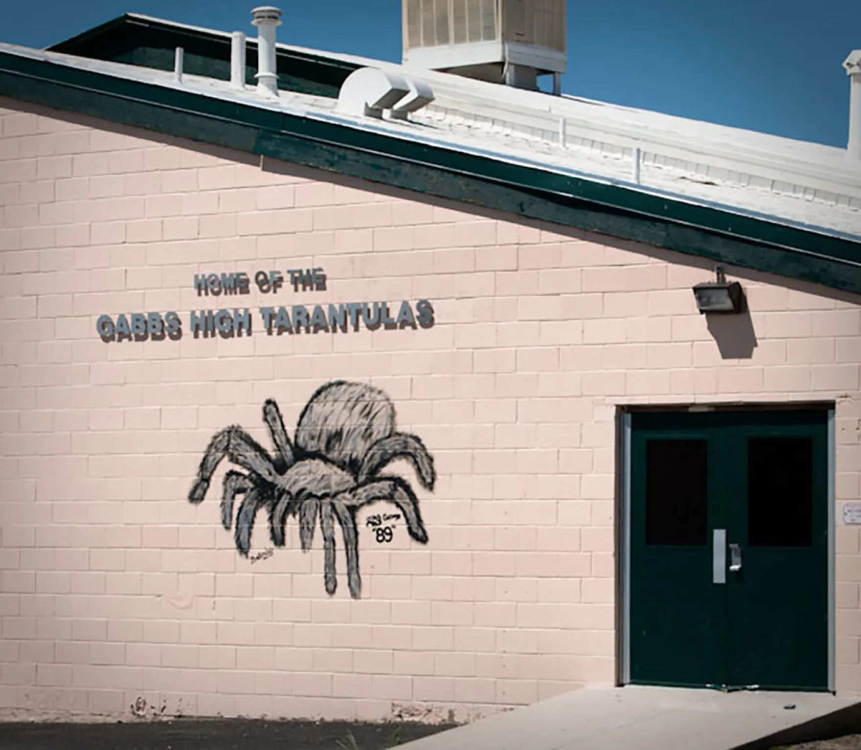 22198 tarantula mating season