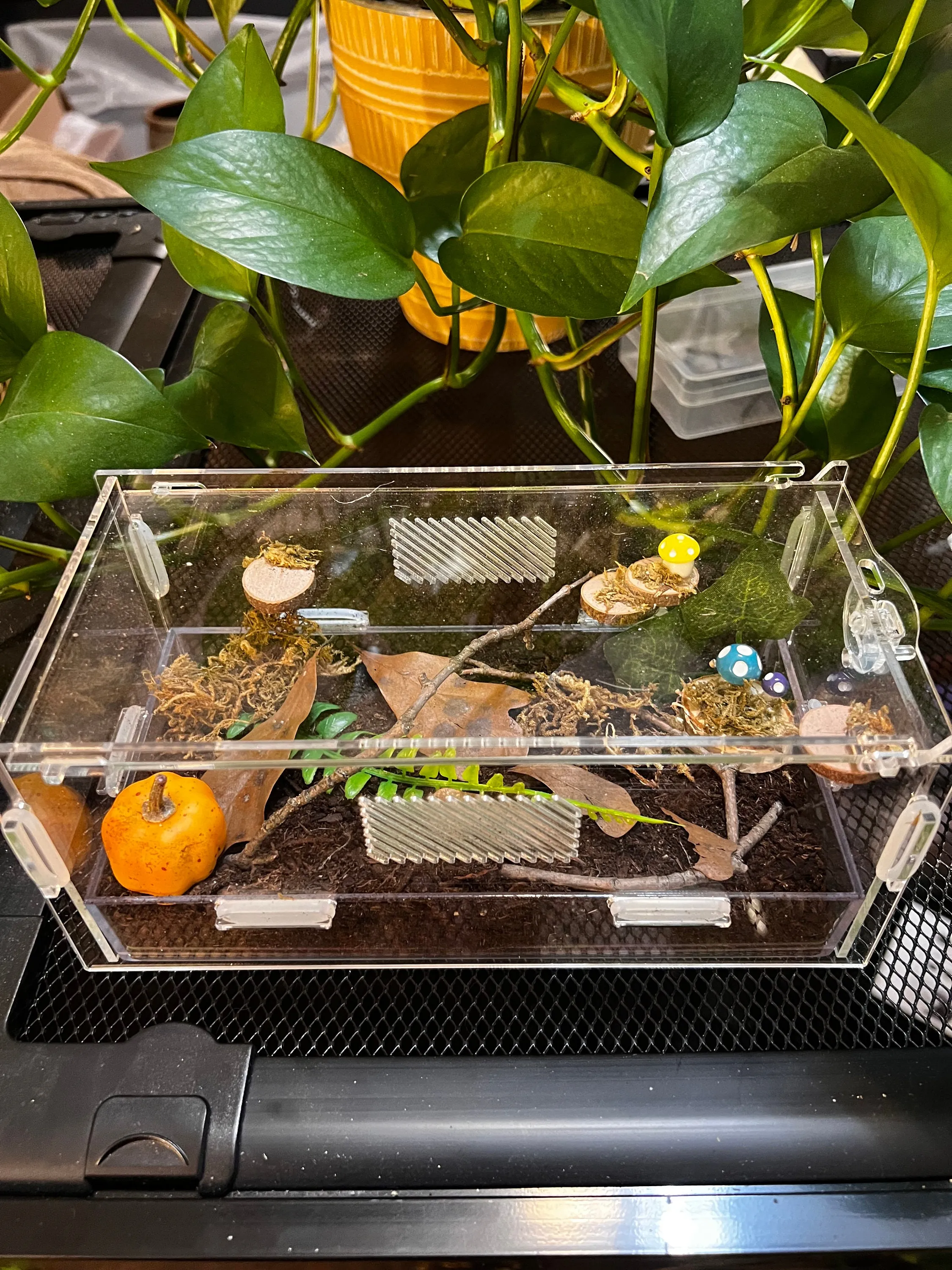 22199 tarantula hide decor