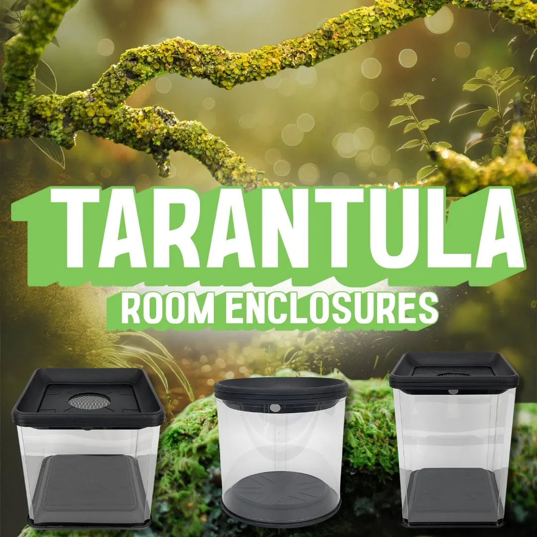 22199 tarantula water dish