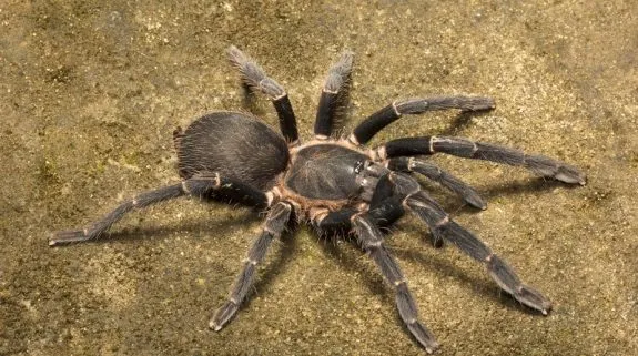 22204 tarantula conservation