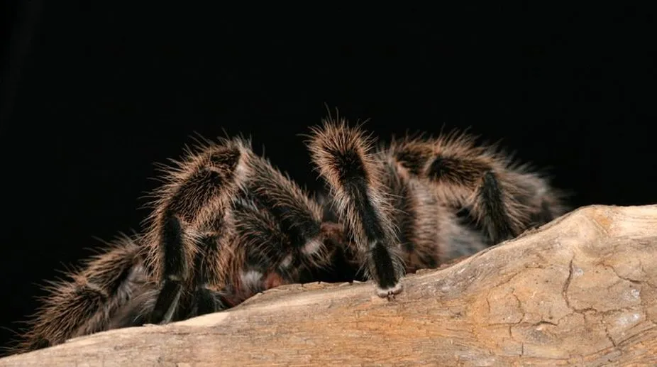 22204 tarantula feeding habits