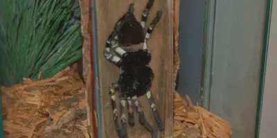 /img/22204-west-bengal-tarantula-close-up.webp