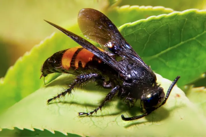22207 hornet vs wasp comparison