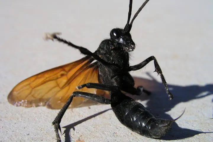 /img/22207-insect-ecosystem.webp