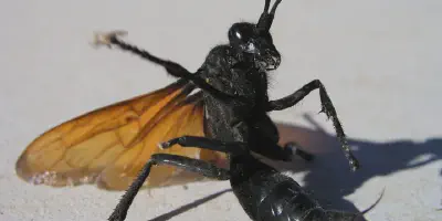 /img/22207-insect-ecosystem.webp