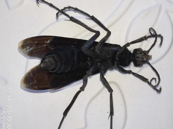22207 tarantula hawk wasp hunting