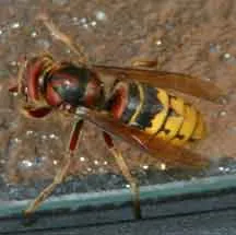 22207 tarantula hawk wasp