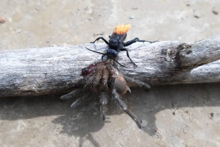 22207 wasp sting