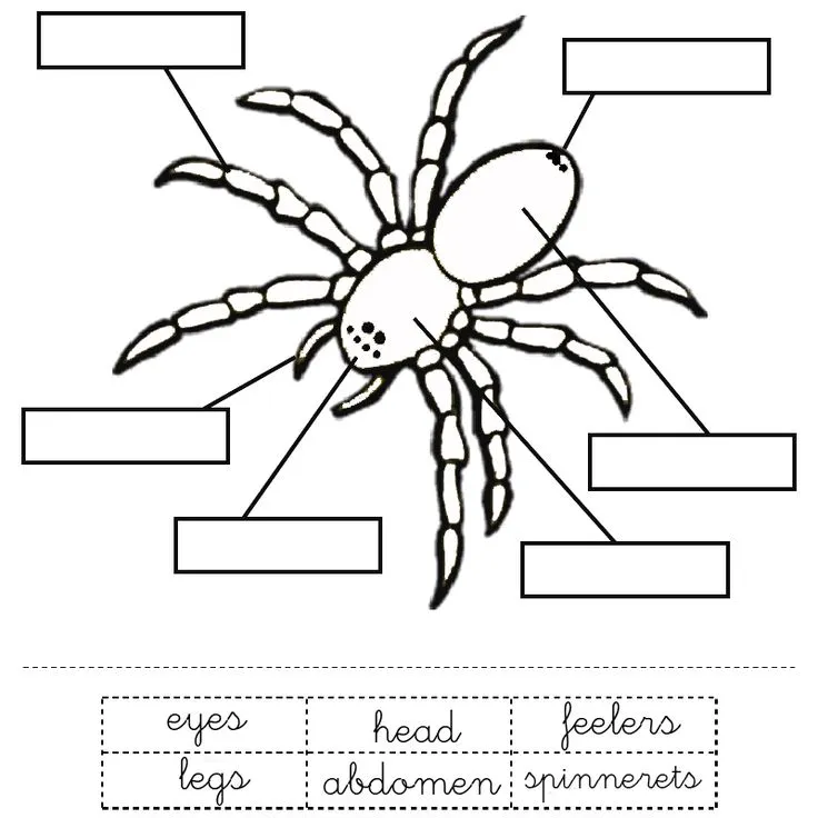22208 spiderling tarantula
