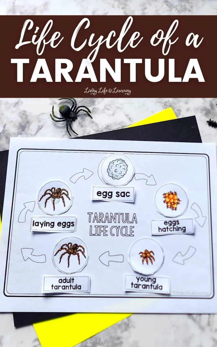 22208 tarantula feeding