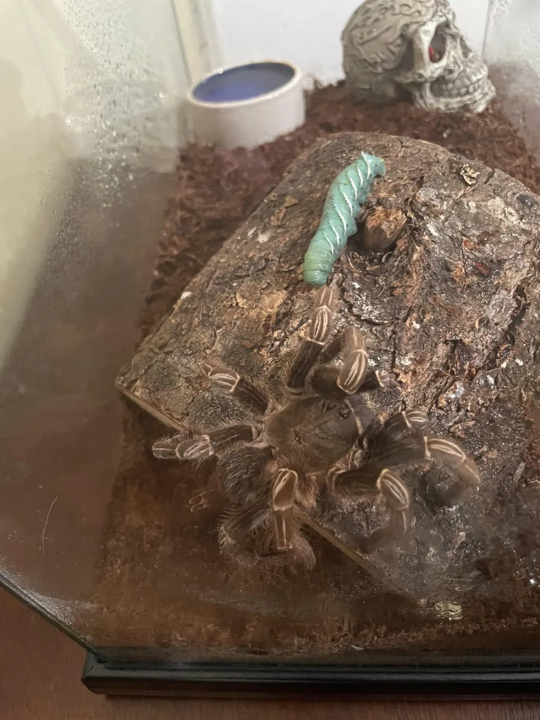 22209 dehydrated tarantula