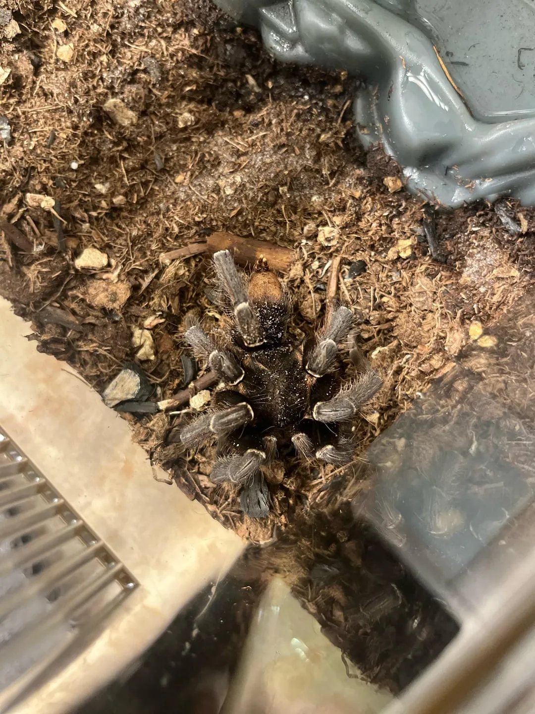 22209 dying tarantula in enclosure