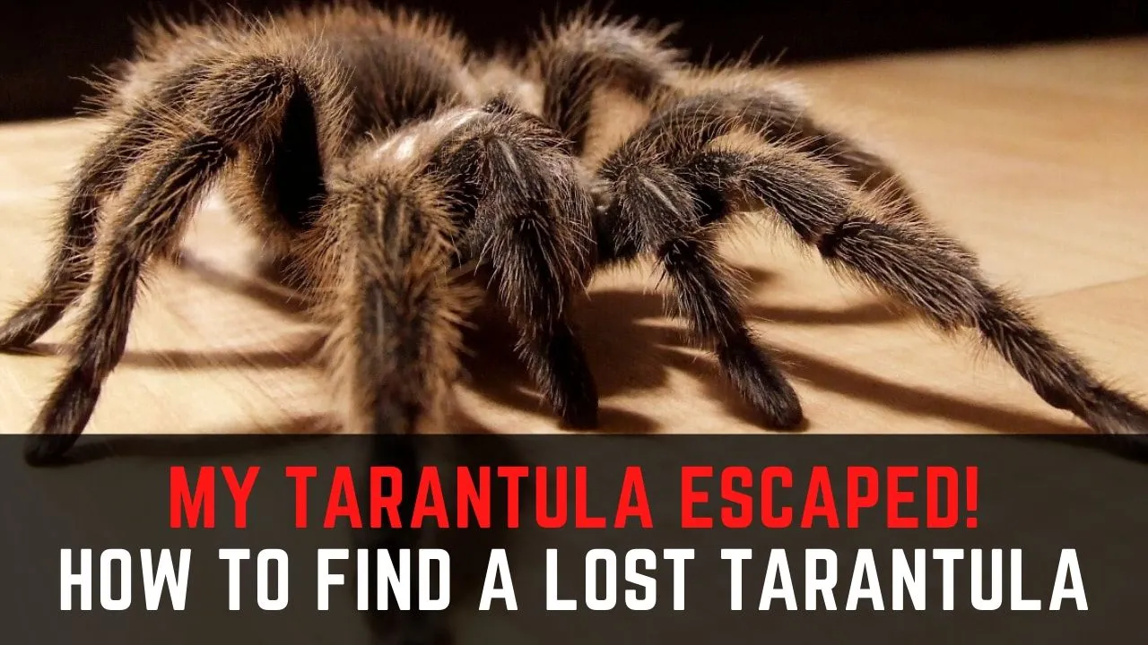 22209 feeding tarantula
