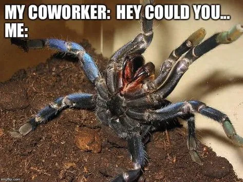 22209 fresh water dish tarantula