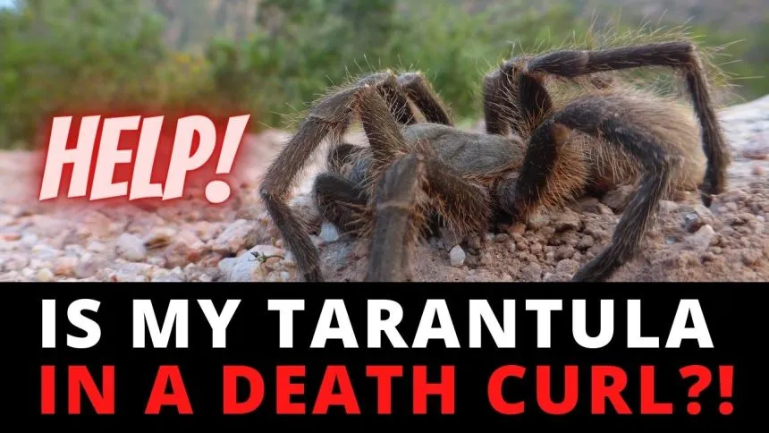 22209 lethargic tarantula