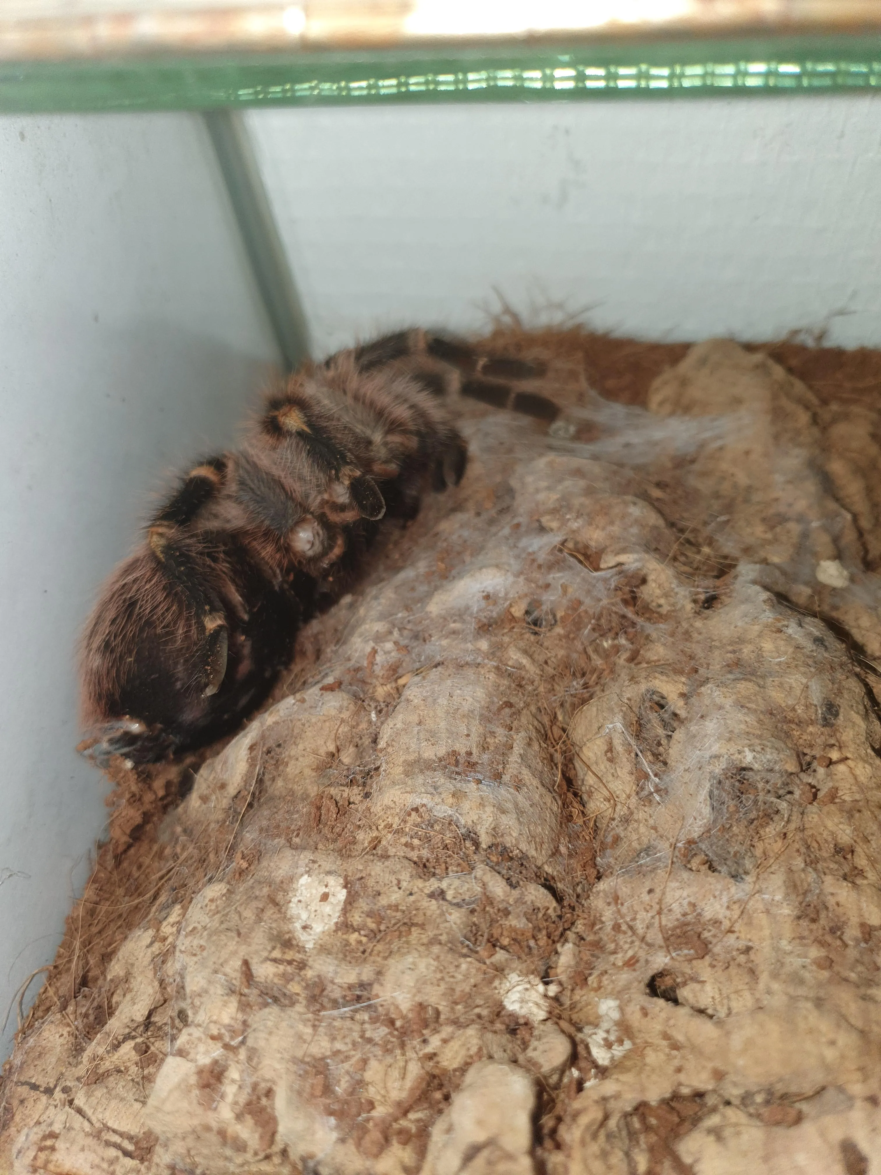 22209 molting tarantula