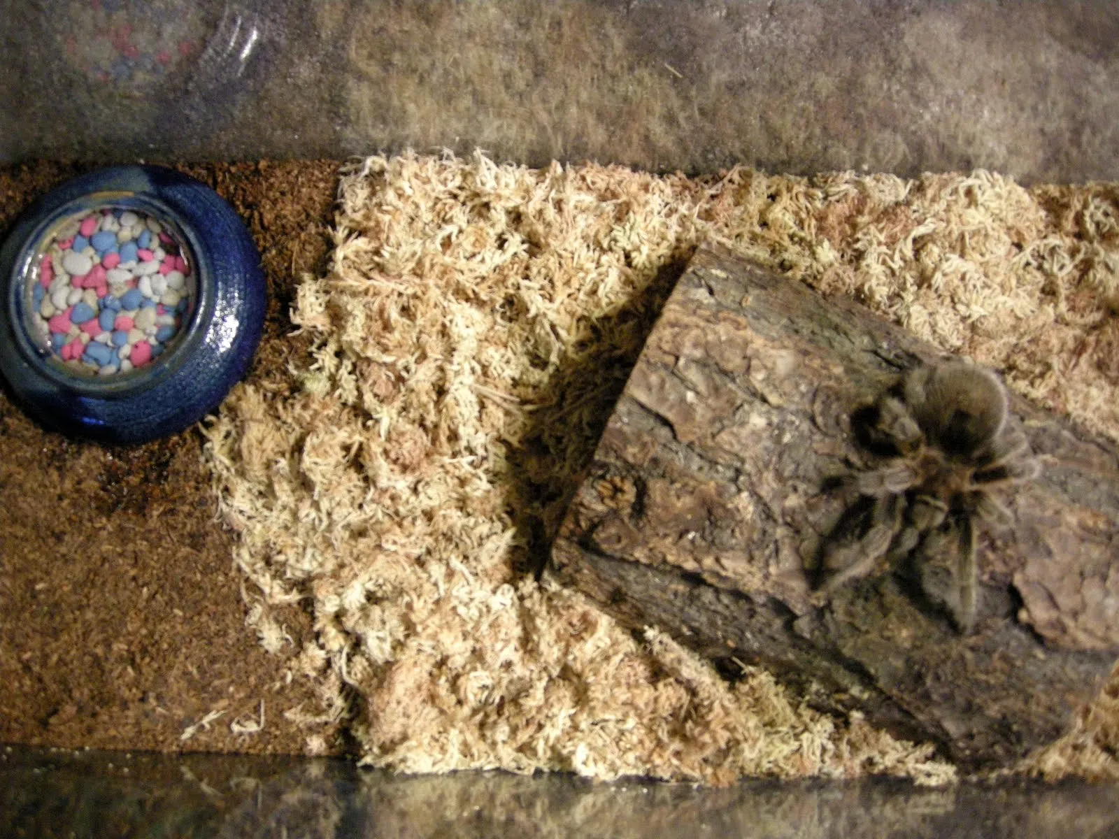 /img/22209-tarantula-specialist.webp