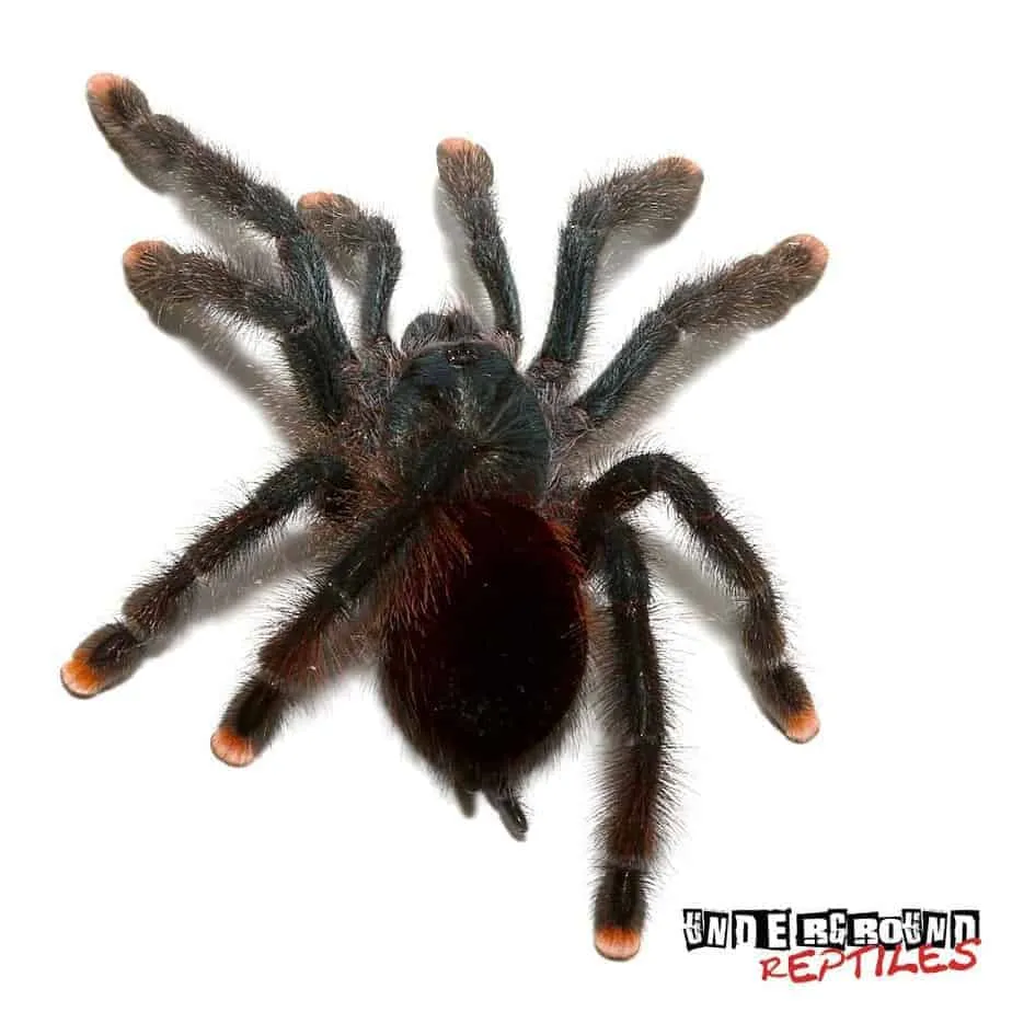 22213 pinktoe tarantula enclosure