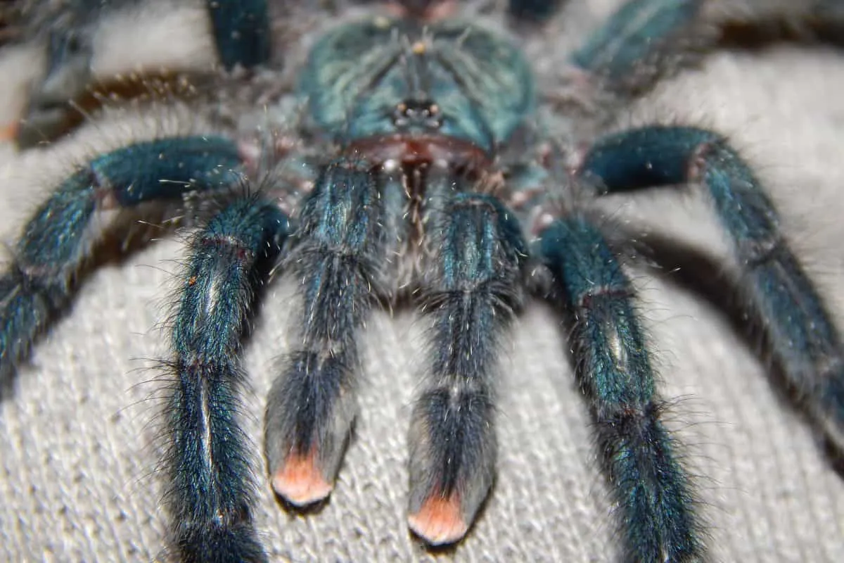 22213 pinktoe tarantula handling