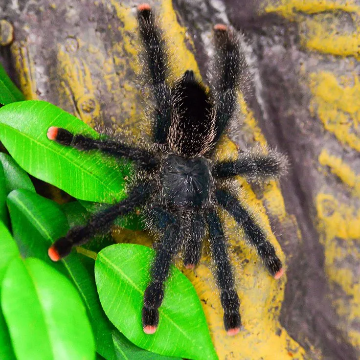 /img/22213-pinktoe-tarantula-healthy.webp
