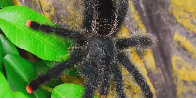 /img/22213-pinktoe-tarantula-healthy.webp