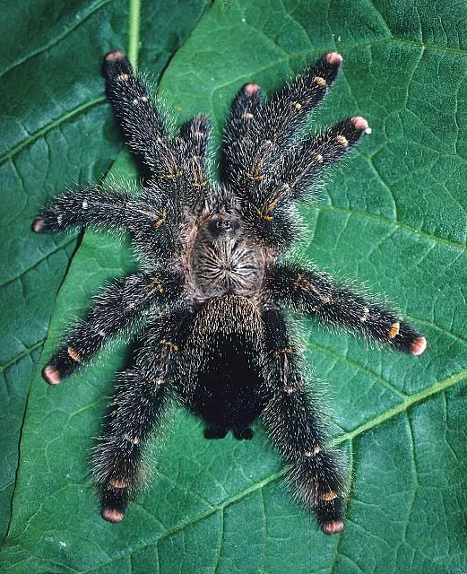 22213 pinktoe tarantula male vs female