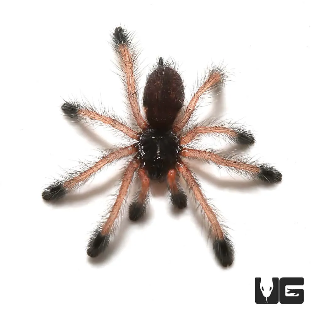 22213 pinktoe tarantula size comparison