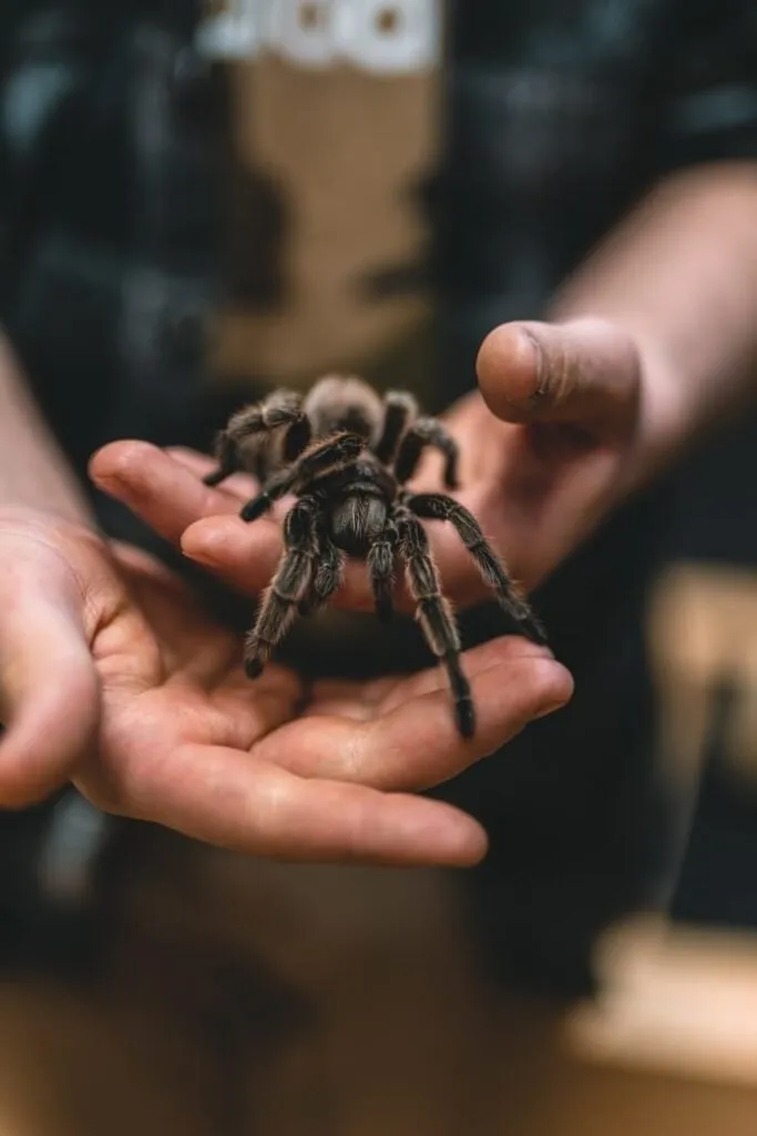 22214 african tarantula symbolism