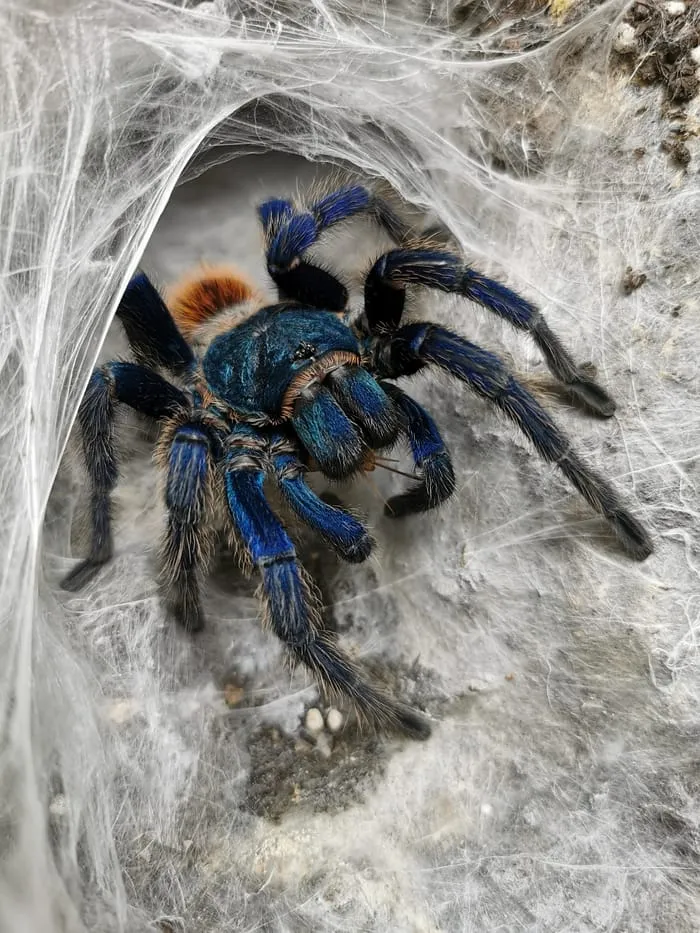 22214 dream tarantula