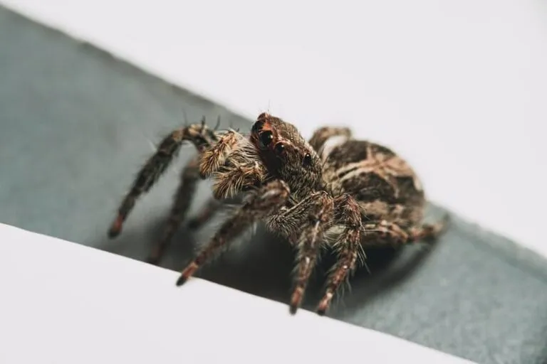 /img/22214-journaling-tarantula.webp
