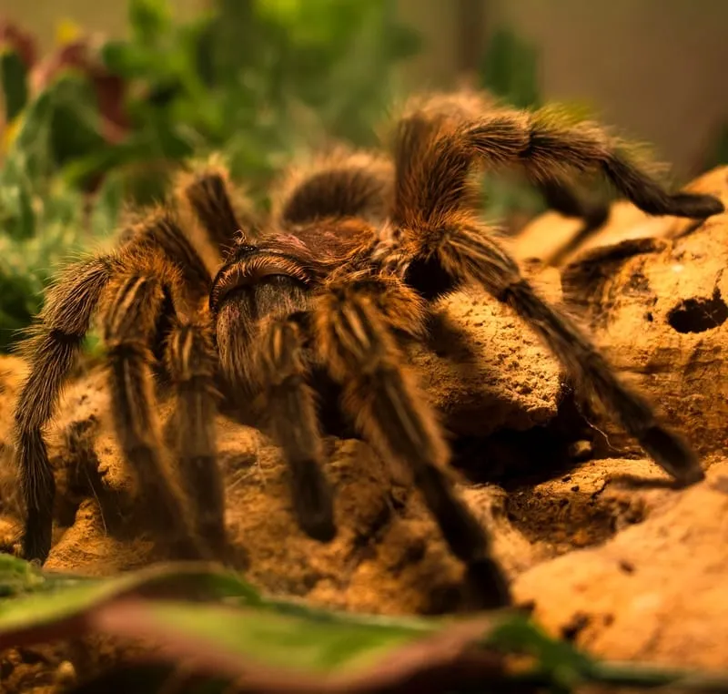 22214 meditation tarantula