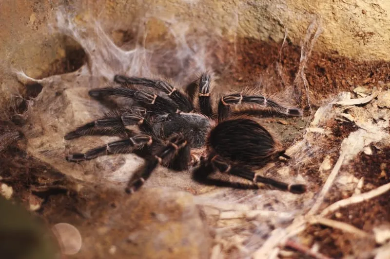 22214 self reflection tarantula
