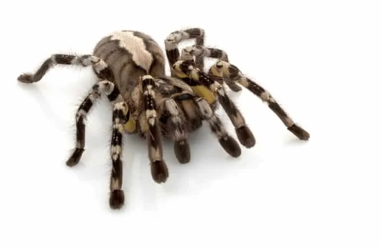 22215 pokies tarantula feeding
