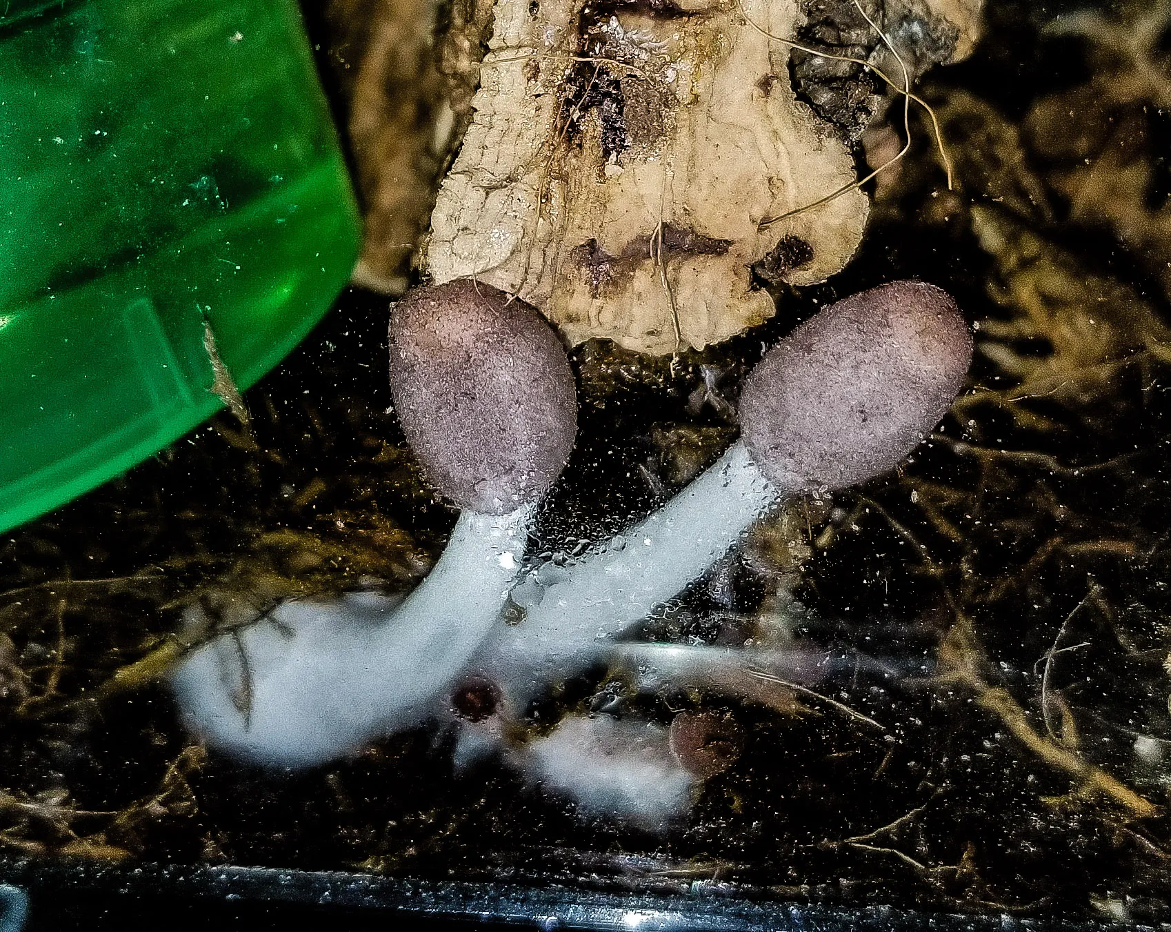22215 pokies tarantula habitat