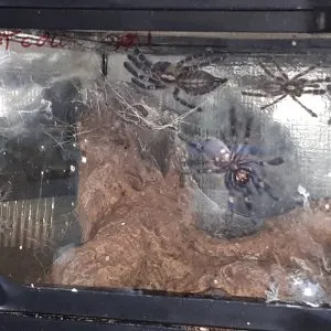 22215 pokies tarantula identifying