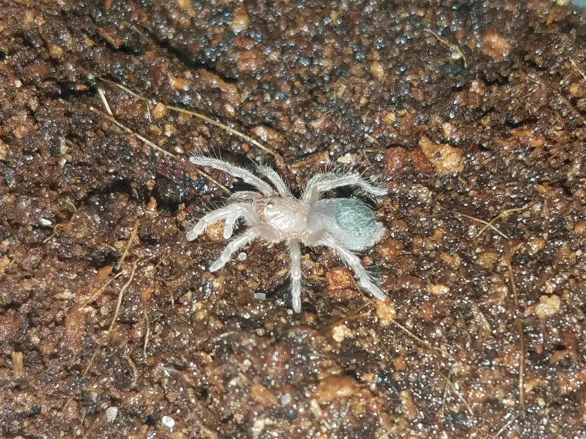 22215 pokies tarantula molting
