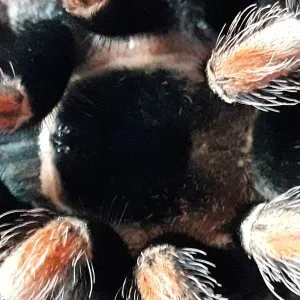 22215 pokies tarantula overview