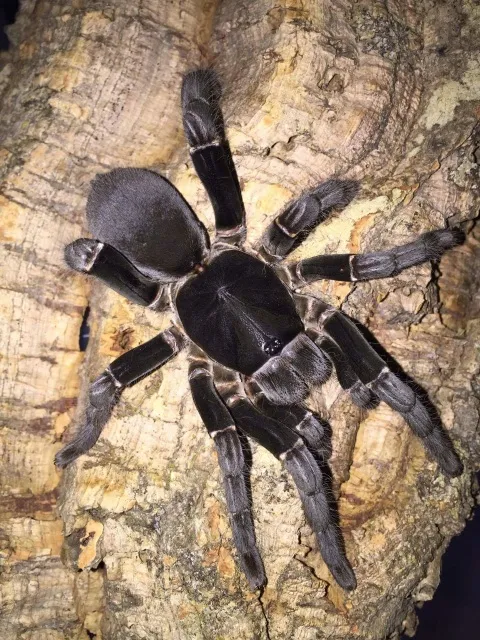 22215 pokies tarantula size