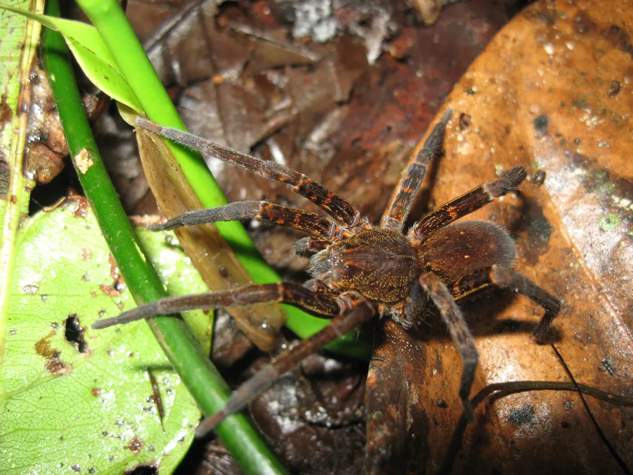 22219 tarantula 4x4 dealer