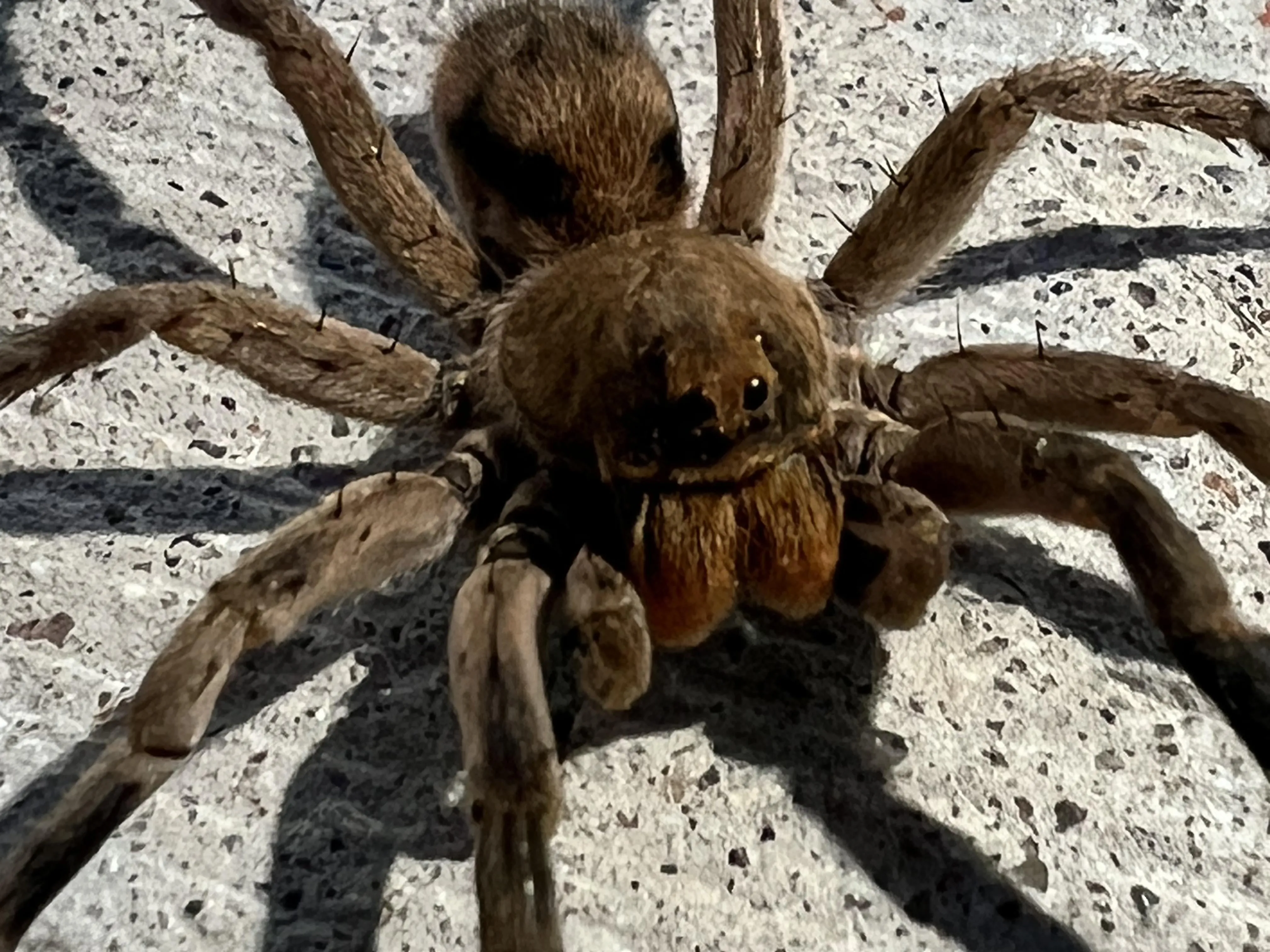22219 tarantula 4x4 interior