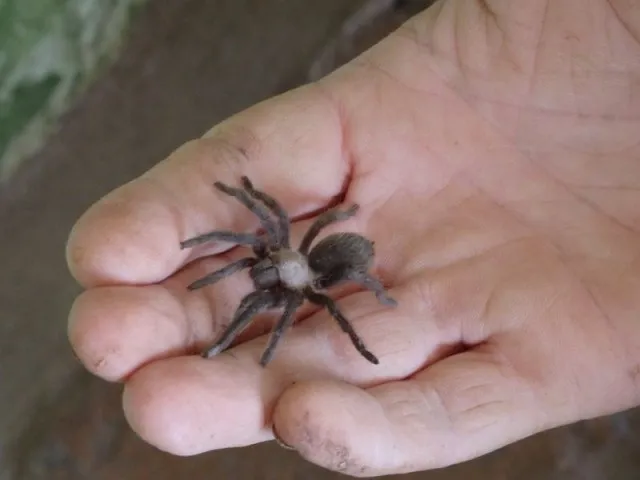 22220 feeding baby tarantula